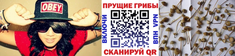 как найти   Апрелевка  Псилоцибиновые грибы прущие грибы 